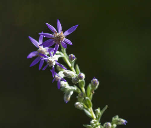 Symphyotrichum concolor #11